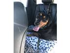 Adopt 4PAWS Ripley a Black and Tan Coonhound