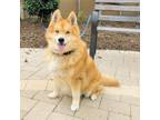 Adopt Fox a Husky, Chow Chow