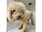 Adopt A620176 a Poodle