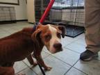Adopt Mccoy a Pit Bull Terrier, Mixed Breed