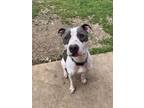 Adopt Street Sense a Pit Bull Terrier, Mixed Breed