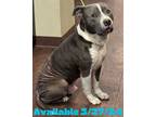 Adopt Dog Kennel #27 Trouble a Pit Bull Terrier, Mixed Breed