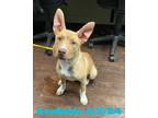 Adopt Dog Kennel #16 a Carolina Dog, Mixed Breed