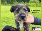 Adopt SCHROEDER a Schnauzer, Mixed Breed