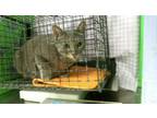 Adopt MEURPH a Domestic Short Hair