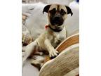 Adopt Derby a Pug, Mixed Breed