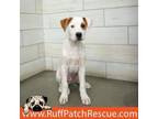 Adopt Charmander a Pit Bull Terrier