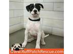Adopt Snorlax a Pit Bull Terrier