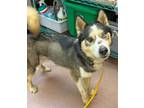 Adopt JASON a Husky