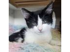 Adopt Naga Viper a Domestic Medium Hair