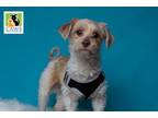 Adopt Frito a Bichon Frise