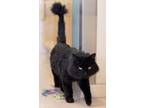Adopt GRIFFIN a Domestic Long Hair