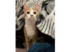 Adopt Milo (previously Ginger) a Domestic Short Hair