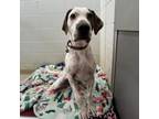 Adopt MacGruber a Hound, Mixed Breed