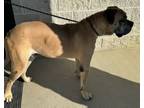 Adopt Max a Mastiff