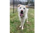 Adopt James in Emporia VA a Chow Chow, Husky