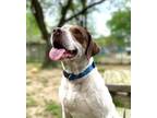 Adopt Tony a Beagle