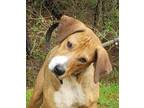 Adopt RIVER a Rhodesian Ridgeback, Labrador Retriever