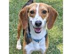 Adopt Collard Greens a Beagle