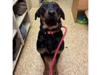 Adopt Harvey a Bloodhound, Doberman Pinscher
