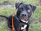 Adopt PHILBERT a Pit Bull Terrier