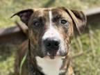Adopt PEABODY a Pit Bull Terrier, Mixed Breed