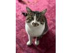 Adopt Nickel a Domestic Short Hair