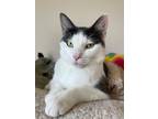 Adopt Vee a Domestic Short Hair