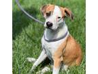 Adopt Elmore a Mixed Breed