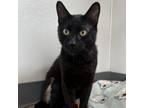 Adopt Eden a Domestic Short Hair