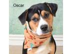 Adopt Oscar a Rottweiler