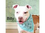 Adopt Billy a Pit Bull Terrier