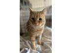 Adopt Prince a Domestic Short Hair, Tabby