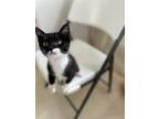 Adopt Astro a Tuxedo