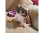 Adopt Michael Kors ***RESCUE CENTER*** a Shih Tzu