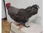 Adopt Larry a Chicken