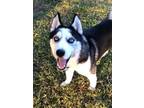 Adopt Bruno a Siberian Husky