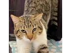 Adopt Rumble (C000-101) - Claremont Location a Domestic Short Hair