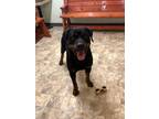 Adopt Jelly Bean a Rottweiler