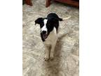 Adopt Russel a Border Collie