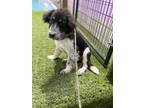 Adopt Brad a Border Collie