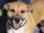 Adopt Henry a Labrador Retriever