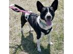 Adopt Gizmo a Cattle Dog, Terrier