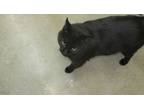 Adopt Crusher a Domestic Short Hair