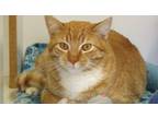 Adopt Rusty a Domestic Short Hair