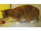 Adopt Rusty a Domestic Short Hair