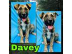 Adopt Davey Jones a German Shepherd Dog, Pit Bull Terrier