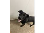 Adopt Russell a Labrador Retriever, Mixed Breed