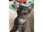 Adopt Oliver a British Shorthair