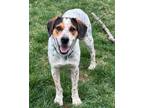 Adopt Rex a Australian Cattle Dog / Blue Heeler, Beagle